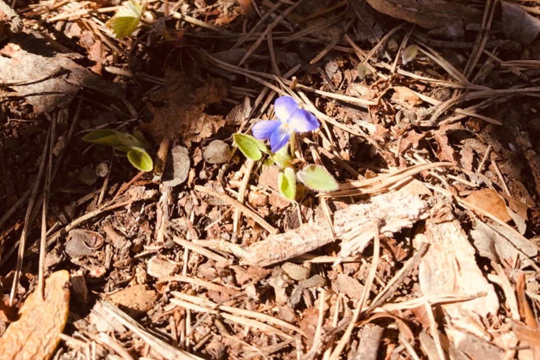 Stupirsi per un fiore che sboccia nascosto nel bosco