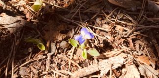 Stupirsi come i bambini Stupirsi per un fiore che sboccia nascosto nel bosco