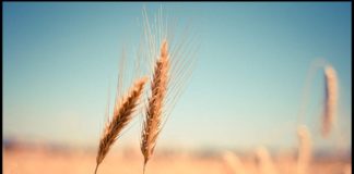 Il sesto senso delle mamme: ecco perché bisogna seguirlo