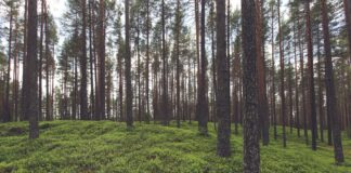 I compiti dei genitori nell’età dello Tsunami i compiti dei genitori nell'età dello tsunami